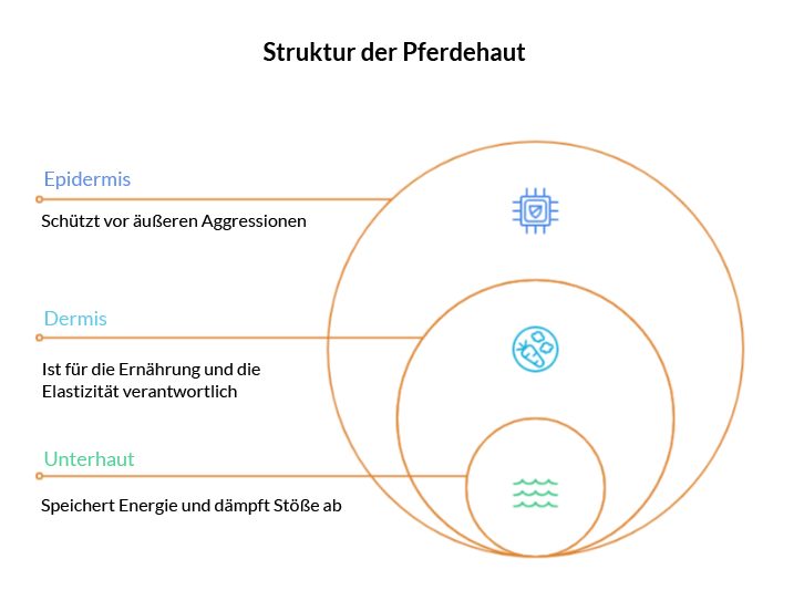 Haut Pferd Dermis Epidermis Energie